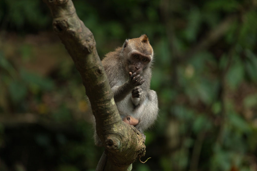 4 Tips When Visting Ubud Monkey Forest Safely