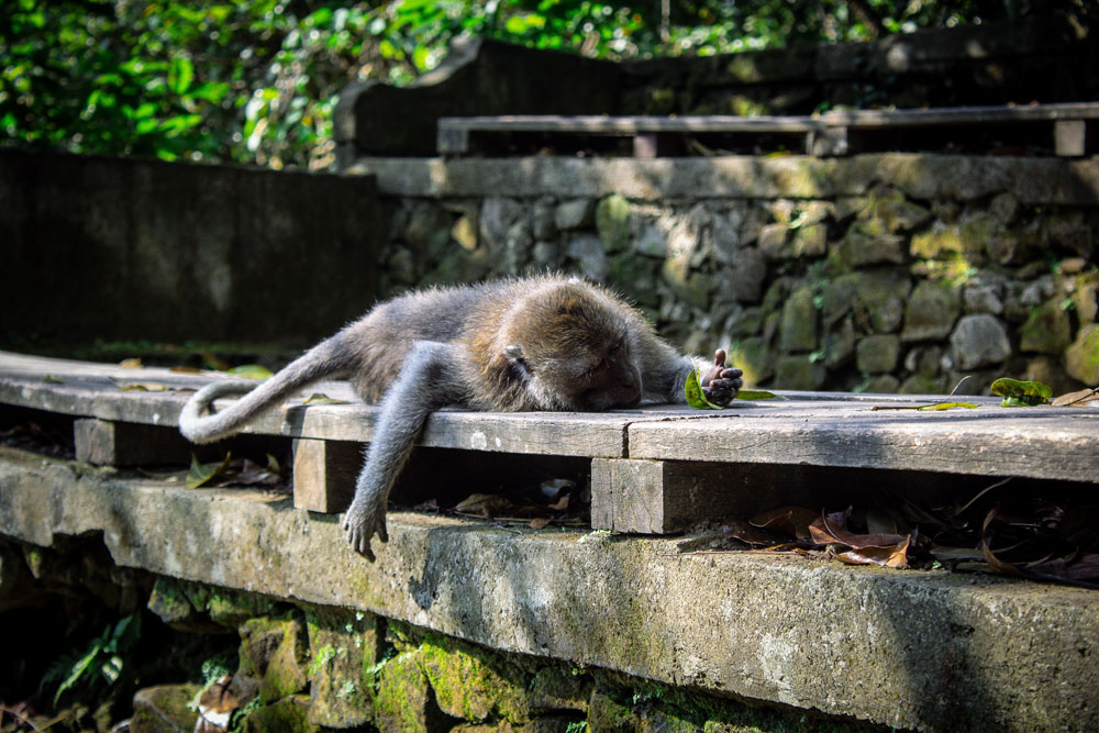 Funny Behavior of Monkey in Ubud